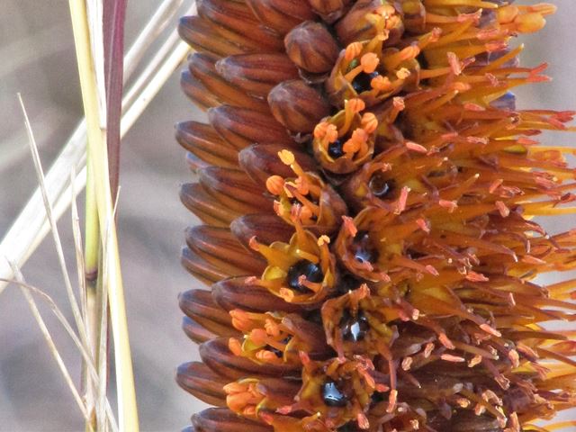 Aloe castanea nectar and pollen for bees